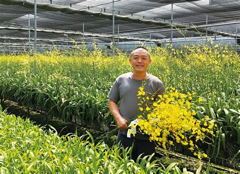 文心蘭種植材料|在家種植文心蘭的5個最佳技巧 